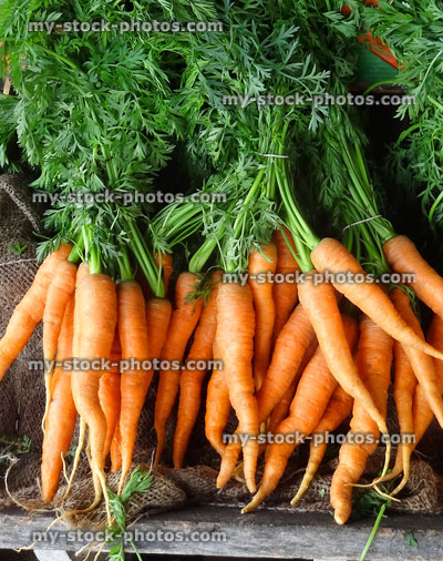 Stock image of bunches of carrots with green tops / foliage / leaves