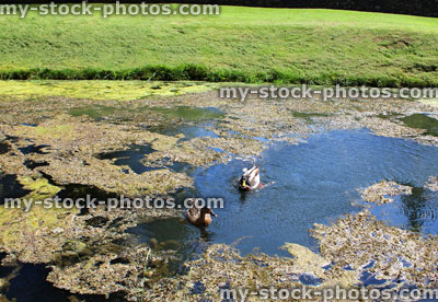 Stock image of overgrown pond with pondweed, blanket weed, pair of Mallard ducks