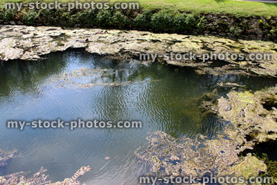 Stock image of overgrown pond with pondweed, blanket weed, pair of Mallard ducks
