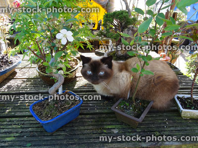 Stock image of Siamese / Balinese cat sitting with garden bonsai trees