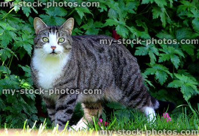 Stock image of grey domestic cat staring in garden, stalking its prey