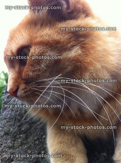 Stock image of head shot of the whiskers of a Ginger Cat (close up)