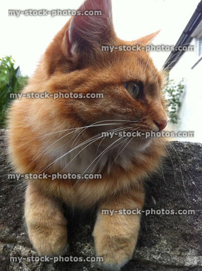 Stock image of whiskers of a Ginger Cat (close up)