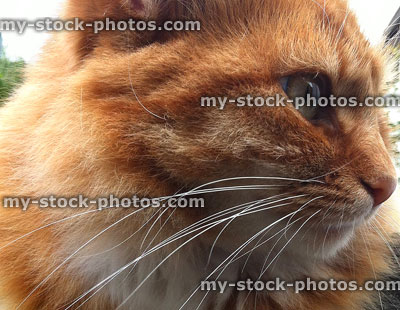 Stock image of head shot of the whiskers of ginger Tom cat (close up)