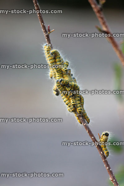 Stock image of buff tip moth caterpillar (Phalera bucephala), hairy caterpillars in garden