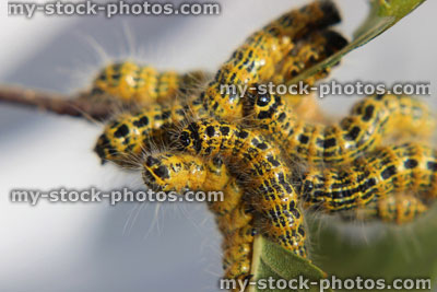 Stock image of buff tip moth caterpillar (Phalera bucephala), group of yellow caterpillars