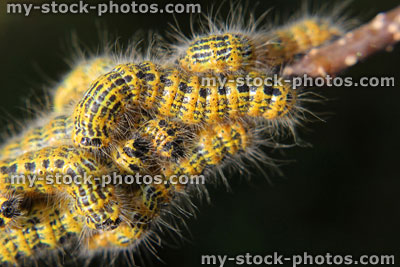 Stock image of buff tip moth caterpillars (Phalera bucephala), hairy caterpillars in garden