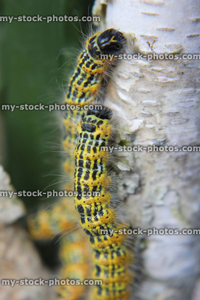 Stock image of buff tip moth caterpillars (Phalera bucephala), hairy caterpillars in garden