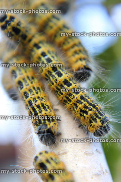 Stock image of buff tip moth caterpillar (Phalera bucephala), hairy caterpillars in garden
