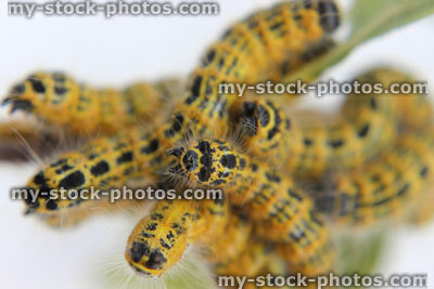 Stock image of buff tip moth caterpillars (Phalera bucephala), group of yellow caterpillars