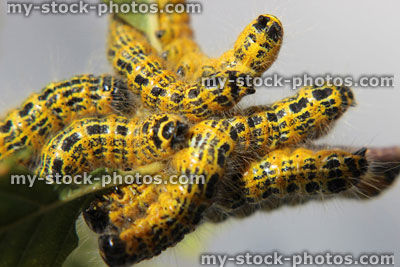 Stock image of buff tip moth caterpillar (Phalera bucephala), group of yellow caterpillars