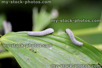 Stock image of green hosta leaves being eaten by grey caterpillars