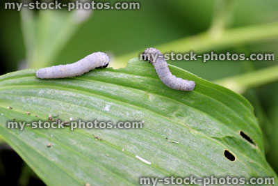 Stock image of green hosta leaf being eaten by grey caterpillars