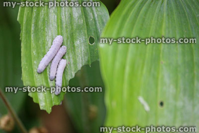 Stock image of green hosta leaves being eaten by grey caterpillars