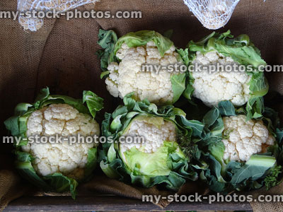 Stock image of fresh cauliflowers on hessian at farm shop greengrocer's