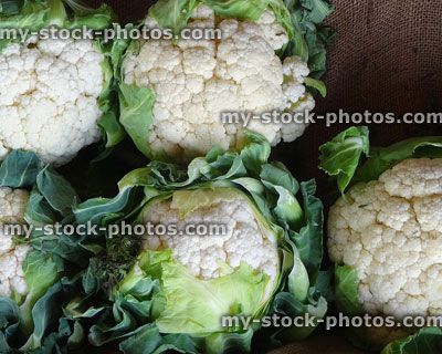 Stock image of cauliflowers being sold at farmer's market (Brassica oleracea)