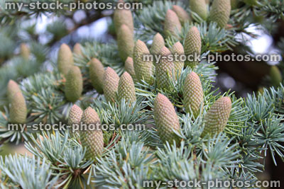 Stock image of pine cones on Atlantic / Blue Atlas cedar tree (Cedrus atlantica)