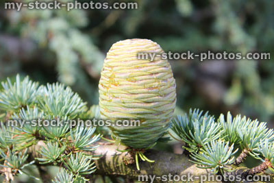 Stock image of pine cones on Atlantic / Blue Atlas cedar tree (Cedrus atlantica)