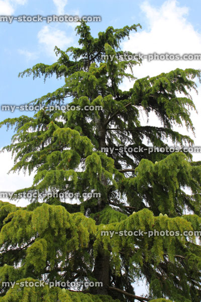 Stock image of tall deodar cedar tree (Cedrus deodara) / weeping cedar