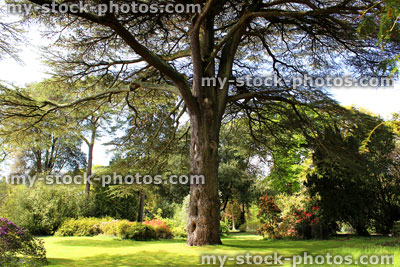 Stock image of ancient Cedar of Lebanon tree in landscaped gardens