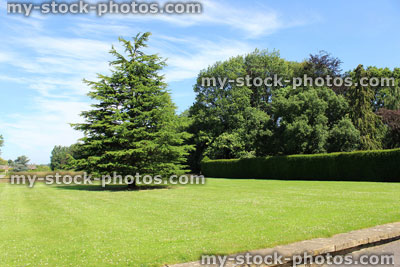 Stock image of raised garden lawn, deodar cedar tree (cedrus deodara)