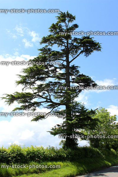Stock image of tall, thin cedar tree (Cedrus deodara) against sky
