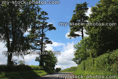 Stock image of two deodar cedar trees (Cedrus deodara) growing by road