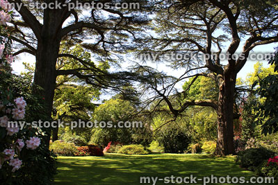 Stock image of two cedar of Lebanon trees growing in park, shady garden