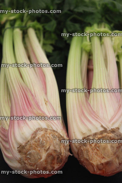 Stock image of prize winning tied celery bunches / sticks, agricultural show exhibition