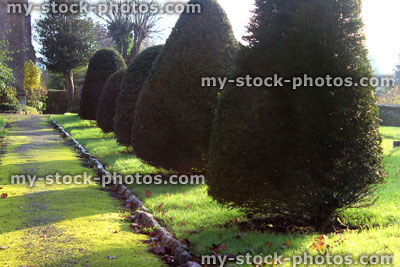 Stock image of mossy path / church yard, row of formal, clipped topiary yew trees