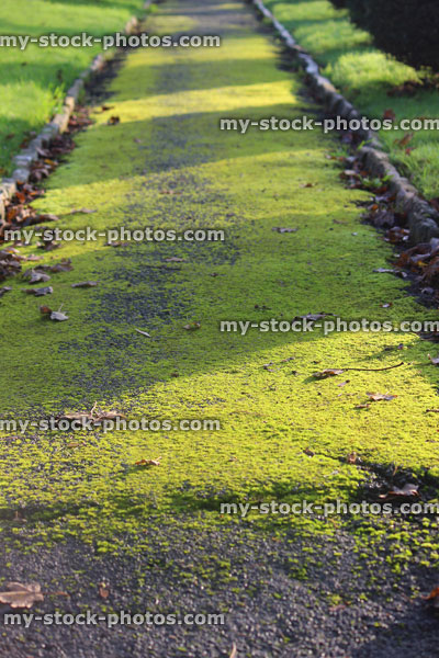 Stock image of mossy pathway, green moss covered path, weathered tarmac
