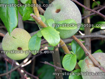 Stock image of ripe Japanese quince fruit / apples, Chaenomeles Japonica shrub
