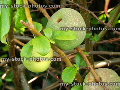 Stock image of ripe Japanese quince fruit / apples, Chaenomeles Japonica shrub