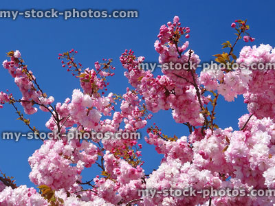 Stock image of pink cherry blossom (prunus) branches against blue sky