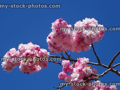 Stock image of pink cherry (prunus) blossom isolated against blue sky
