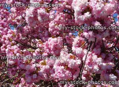 Stock image of laden cherry (prunus) tree boughs full of blossom