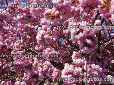 Stock image of cherry tree boughs laden with prunus blossom flowers