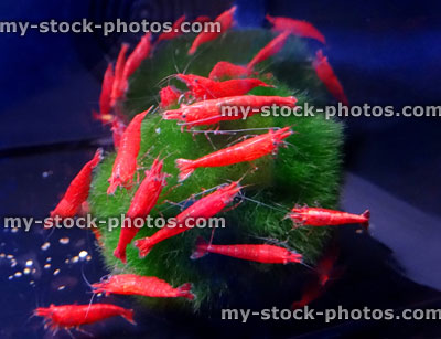 Stock image of red cherry shrimps on moss ball, fish tank / aquarium