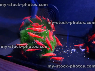 Stock image of red cherry shrimps (Neocaridina davidi), Marimo moss ball