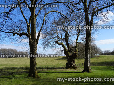 Stock image of young, tall lime trees / short, old sweet chestnut tree