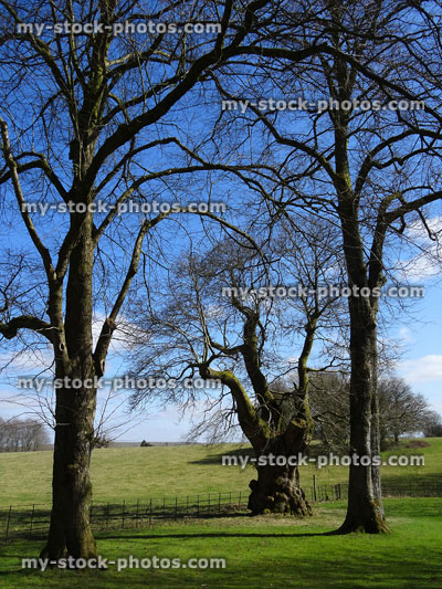 Stock image of tall lime trees contrasting with short, old sweet chestnut