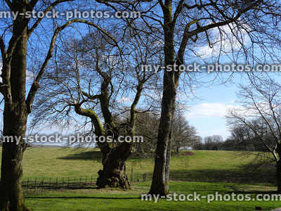 Stock image of lime and sweet chestnut trees growing in winter countryside