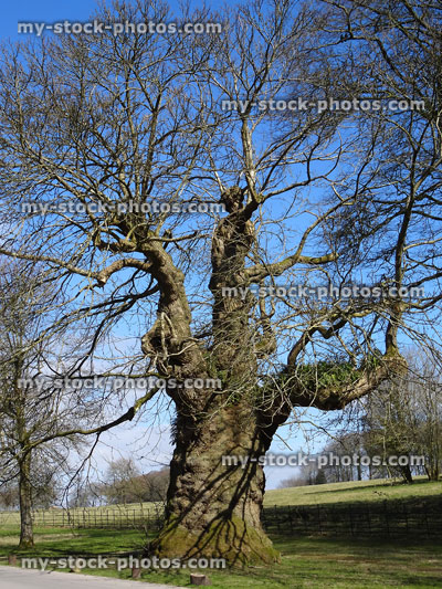 Stock image of old sweet chestnut tree with big trunk girth