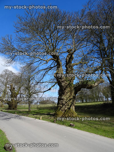 Stock image of old sweet chestnut trees lining tarmac driveway / road