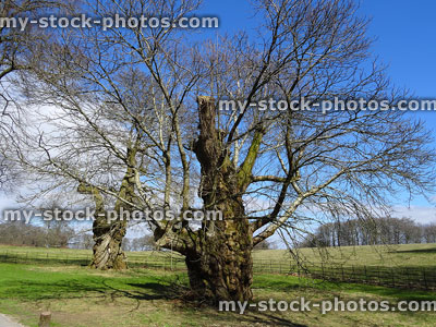 Stock image of old sweet chestnut tree after storm damage, trunk pruned
