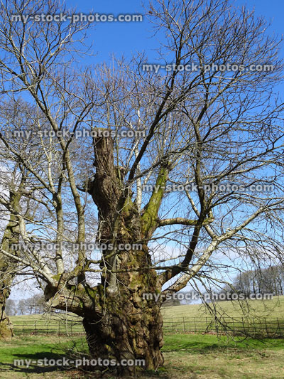 Stock image of sweet chestnut tree, trunk pruned shorter by tree surgeon