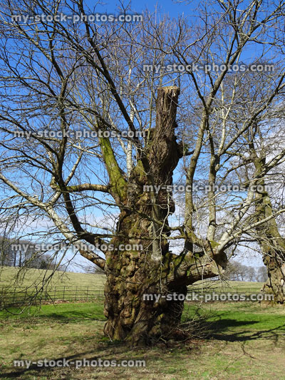 Stock image of sweet chestnut tree in park, storm damage to crown