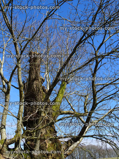 Stock image of fat sweet chestnut tree with huge trunk, pruned apex, no leaves