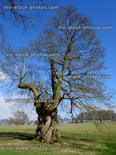 Stock image of sweet chestnut tree (winter / no leaves) after pruning / crown thinning, tree surgeon