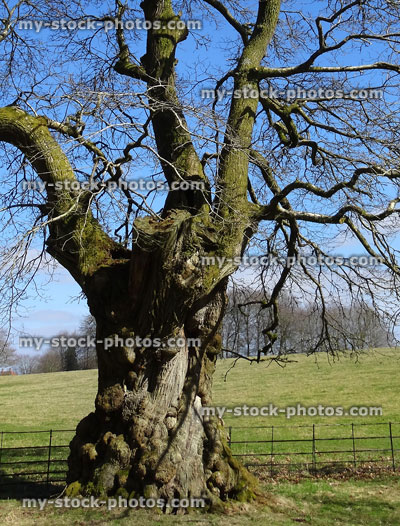 Stock image of sweet chestnut tree after pruning, branches becoming trunks